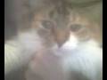 videos de mills.3g2