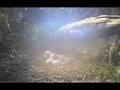Bowland Hen Harrier Project