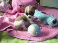 Tiny Princess Teacup Chihuahua Applehead beauty!