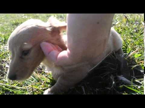 Sassafras Video!.............................................