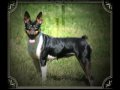 BriarBey Decker Terriers