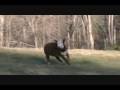 Fun With The Cows 0001
