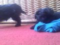 Affenpinscher