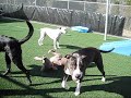 Sunbathing and snuggling at Doggie Daycare Sunbathing and snuggling at Doggie Daycare