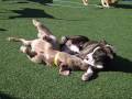 videos de Sunbathing and snuggling at Doggie Daycare