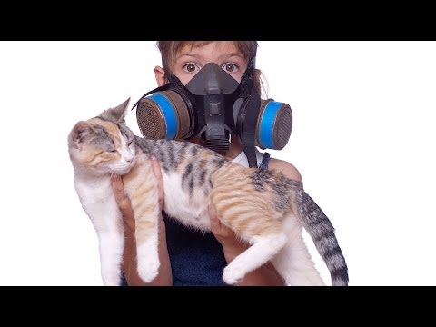 How to Reduce Cat Odor & Cat Poop Odor | Cat Care
