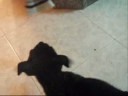 Staffordshire Bull Terrier 2 month Tug of War