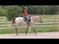 Athletic and Fun Appaloosa