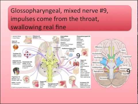 Cranial Nerves Song | Nursessity