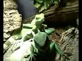 lezard dragon d eau