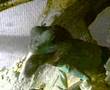 lezard dragon d eau