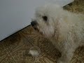 olha u pingo i a briga com u pikole
