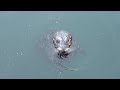 Harbor seal hissy fit