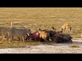 Lions VS Hyena's