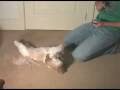 Play Dead Dog Trick