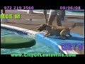Lewisville, TX. Doggy Dive In, no cats allowed