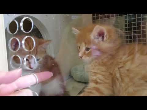 I WENT TO PETCO AND SEEN THE CUTEST BABY KITTENS EVER!