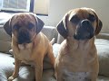 More Head Tilting Puggles More Head Tilting Puggles