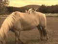 Grison Haflinger Presentation Grison Haflinger Presentation