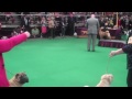 Chinese Shar Pei at Westminster 2011, Шарпеи на Вестминстере