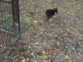 城北中央公園ドッグラン 11/17 あおちゃん