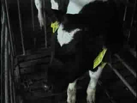 YouTube Трейлер