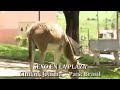 BURRO TARADO COGIENDO Animal Mate 2015