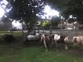 Advancing On The Ponies
