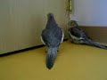 하울이 동생에게 노래를 교육중! ひょきんなオカメインコ、ハウルが弟分のありちゃんに。半分無理やりに、歌を教えているところです。ありちゃんは、有りがた迷惑そうですが、ハウルは自分でアレンジした、