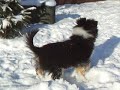 Archos Canis sheltie