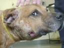 Pit bulls \"free me\" Pit bulls \"free me\"