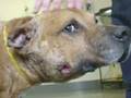 videos de Pit bulls 