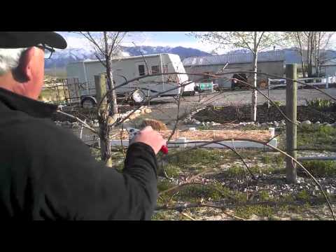 video-linktoworks-Pruning Grapes for High Productivity