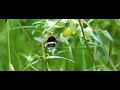 Aardhommel - Buff-tailed bumblebee - Bombus terrestris