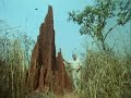 this bit about termites is so amazing, that it completely altered my understanding of the social order and man's supposed dominance of it.  this termite colony's complex and unlikely construction is truly a testament to the incredible power of natural selection.  the structure has air conditioning, a sewage system, food storage, fungus cultivation, and would be over a mile high if built to human scale.  truly astounding.  watch for the creepy shots of the termite queen near the end to see james cameron's obvious inspiration for the queen at the end of aliens.