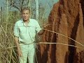 this bit about termites is so amazing, that it completely altered my understanding of the social order and man's supposed dominance of it.  this termite colony's complex and unlikely construction is truly a testament to the incredible power of natural selection.  the structure has air conditioning, a sewage system, food storage, fungus cultivation, and would be over a mile high if built to human scale.  truly astounding.  watch for the creepy shots of the termite queen near the end to see james cameron's obvious inspiration for the queen at the end of aliens.