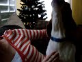 CRazy Dog barking
