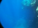 snorkeling in Balicasag Island, Bohol