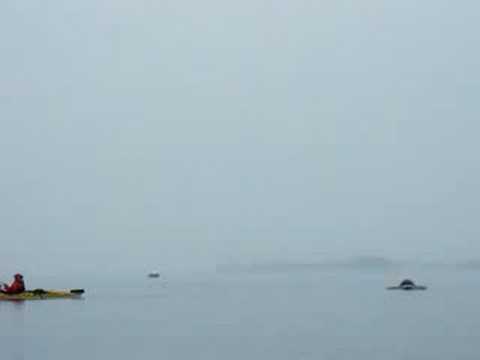 Kayaking with Killer Whales