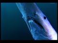Mechanism CG of goblin shark ????????? ??????? ??