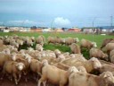 Pe�arroya    Ovejas