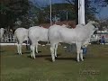 Nelore-Brasil-Associ