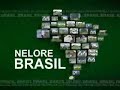 Nelore-Brasil-Associ