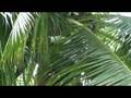 videos de coconut tree climbing: philippines