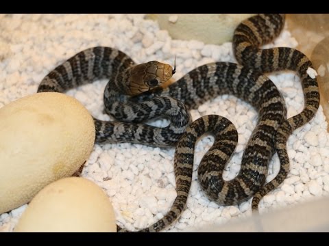 YouTube reptile video