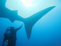 Jupiter Whale Shark Emerald Charters 561 248 8332 Jupiter Whale Shark Emerald Charters 561 248 8332