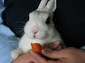 Coniglio nano che mangia una carota. Dwarf rabbit