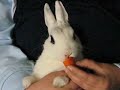 Coniglio nano che mangia una carota. Dwarf rabbit