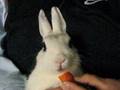 Coniglio nano che mangia una carota. Dwarf rabbit