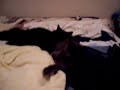 Boy Kitty Tushy